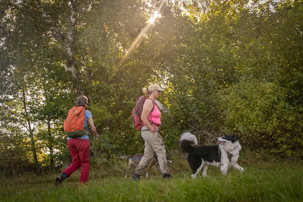 Hundegruppe wandert im Harz