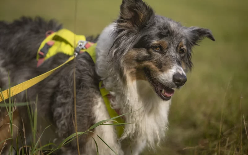 wanden-mit-hund-im-harz_19